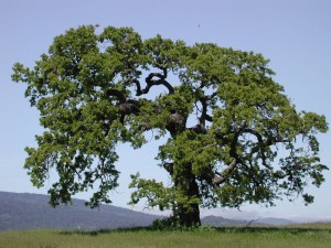 Connecticut Tree