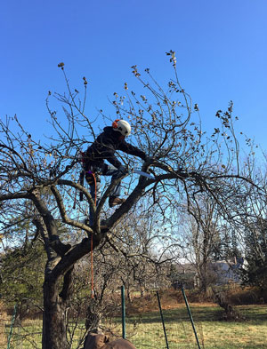 Proper apple tree pruning means getting up close and personal with it