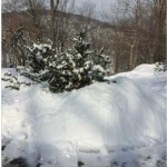 Snow banks piled up around evergreen tree