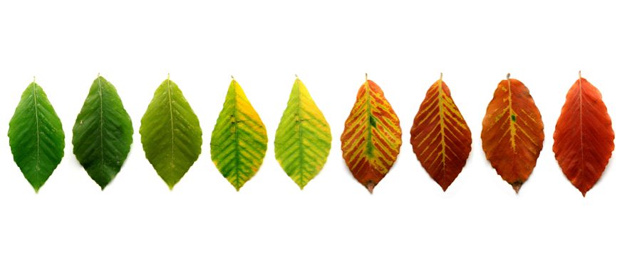 Beech leaves in different colors on a white background.