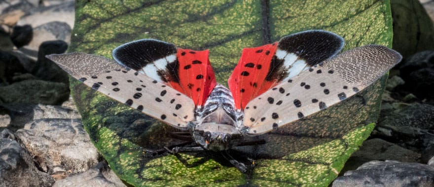 Spotted lanternfly on a green leaf with wings outstretched
