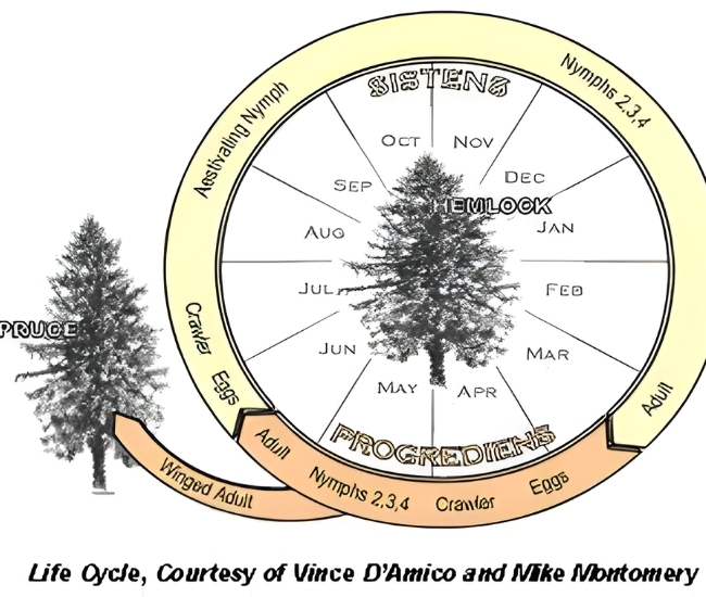 Lifecycle of woolly adelgid