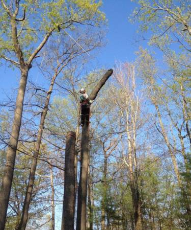 Barts-woodbury-landing-page-section-man-tree-removal