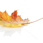 colorful autumn maple leaf
