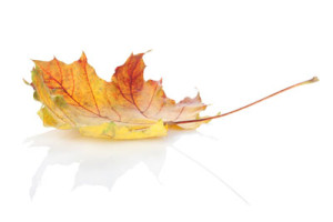 Colorful autumn maple leaf