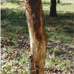 deer antler damage on tree