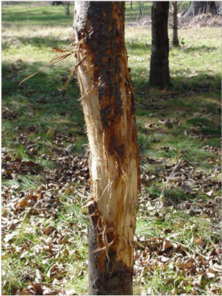 1. "When to Wrap Small Trees: Protecting Bark from Deer Damage"