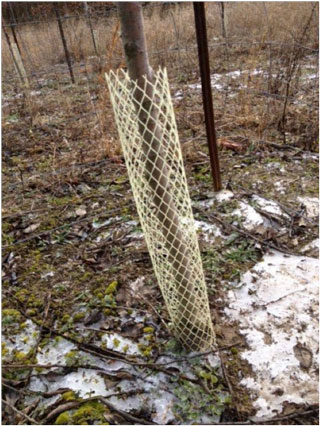 5. "Timely Tree Protection: When to Wrap and Defend Against Deer"