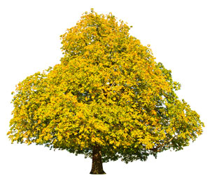 Fall tree 1