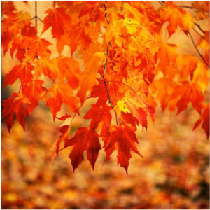 fall foliage on sugar maple