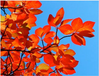 Fall foliage-black-tupelo