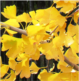 Fall foliage on ginko tree