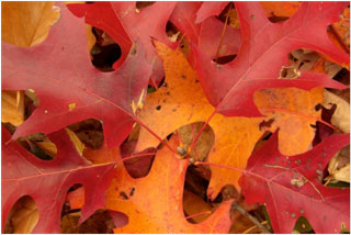 Fall foliage on scarlet oak