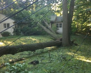tree brings down power lines