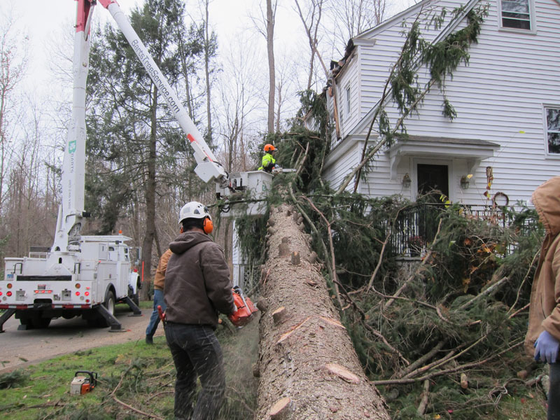 Removal woodstock tree emergency