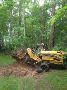 Large tree stump removal