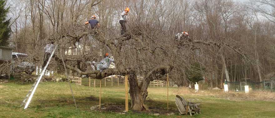 Tree pruning from Barts Tree Service, Danbury CT