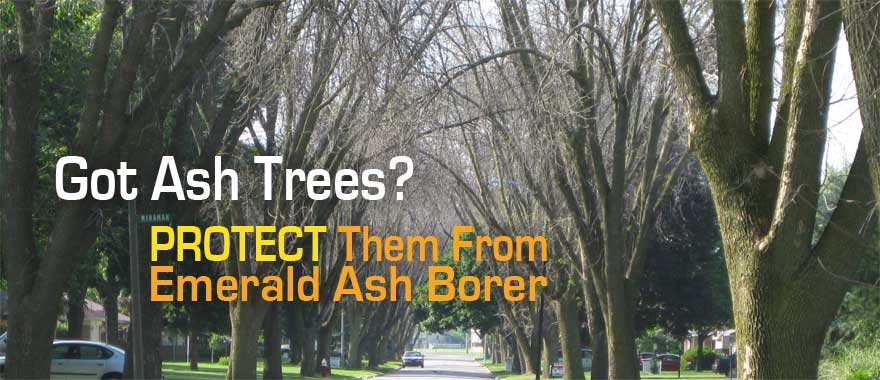 Emerald Ash Borer treatment to save ash trees