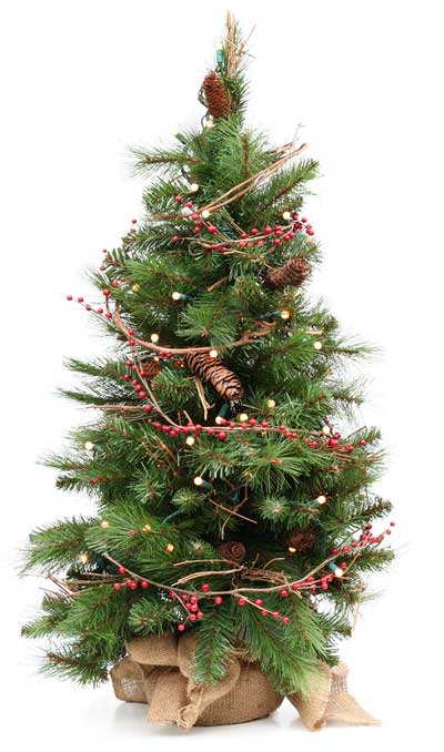 Small-christmas-tree-isolated-15279764