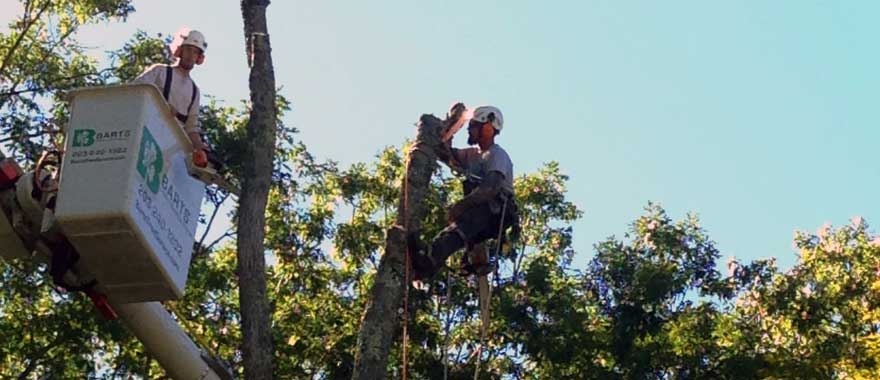 Tree Removal from Barts Tree Service, Danbury CT