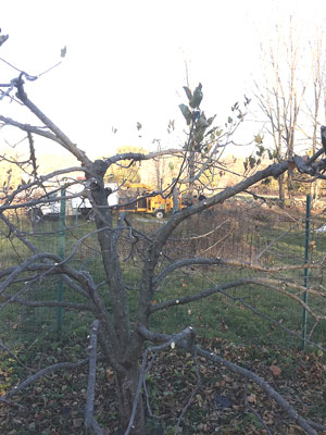 A well-pruned apple tree may look strange now but it will bear more fruit next spring