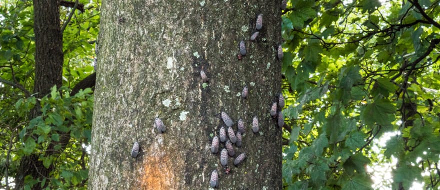 Spotted lanternflies gather on a tree trunk
