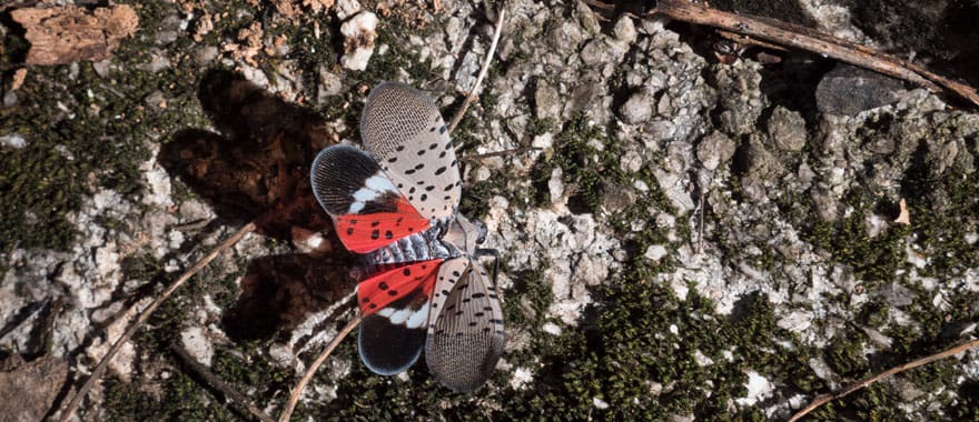 Spotted lanternfly with wings outstretched. The wings have black dots, white stripes, and bright red