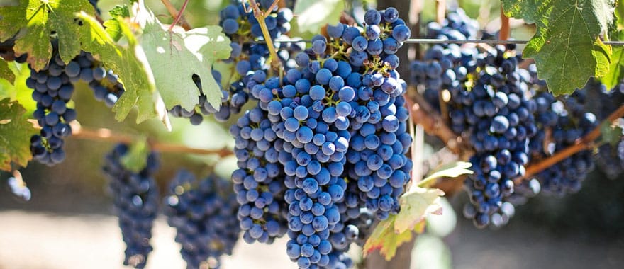 A grapevine with purple grapes