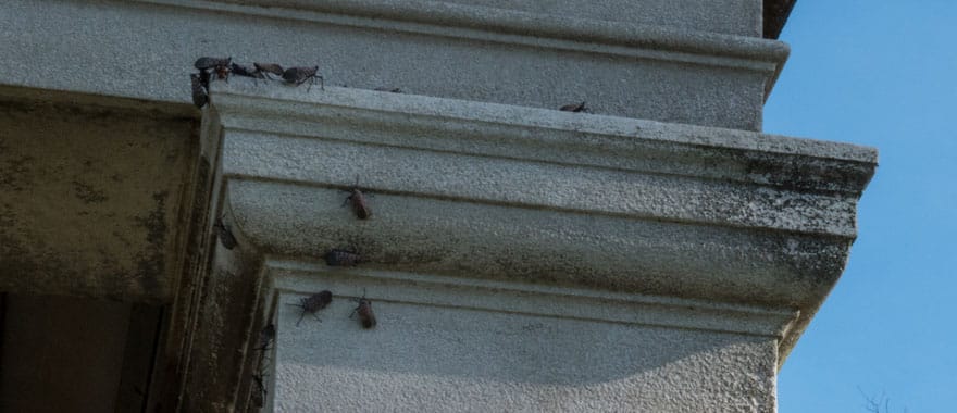 Spotted lanternflies on a building