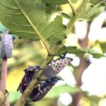 Spotted lanternfly adults and nymphs on a green plant