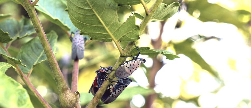 Spotted lanternfly adults and nymphs on a green plant