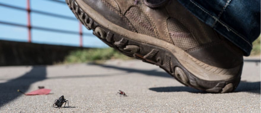 a man's shoe about to crush several spotted lanternflies on the ground