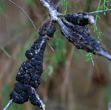 black knot in cherry tree