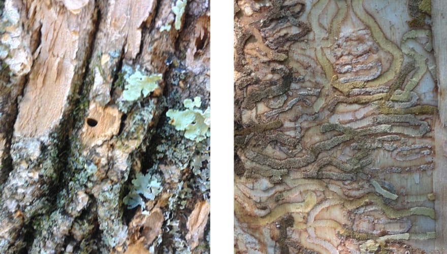 D-shaped hole in ash tree bark and eab galleries