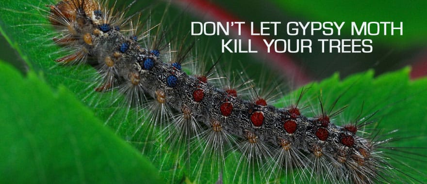 gypsy moth facts and control in connecticut
