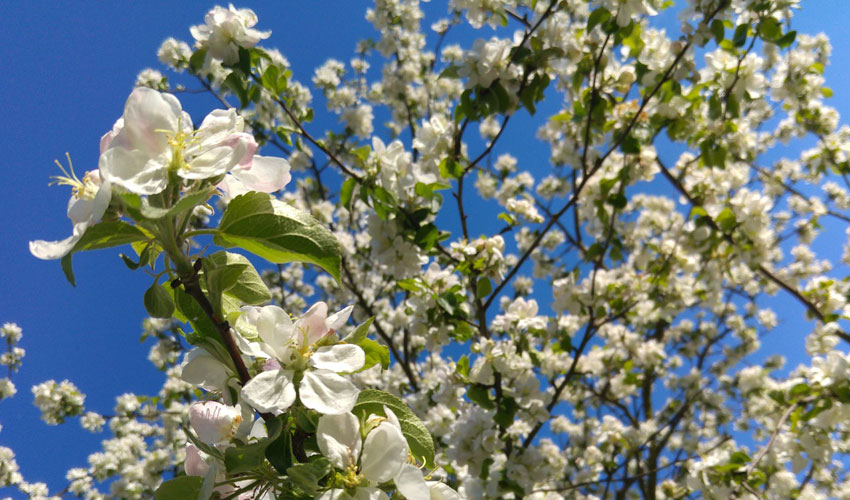 Blog spring flowering trees