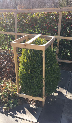 We recently got this client ready for winter by setting up frames to protect shrubs close to the house. 