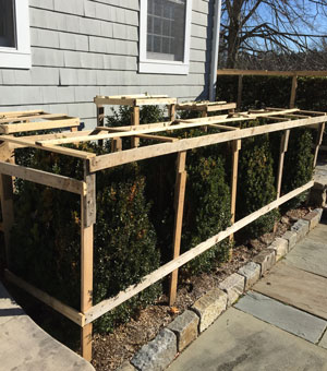 Build frames around shrubs next to the house where snow loads may come off the roof.