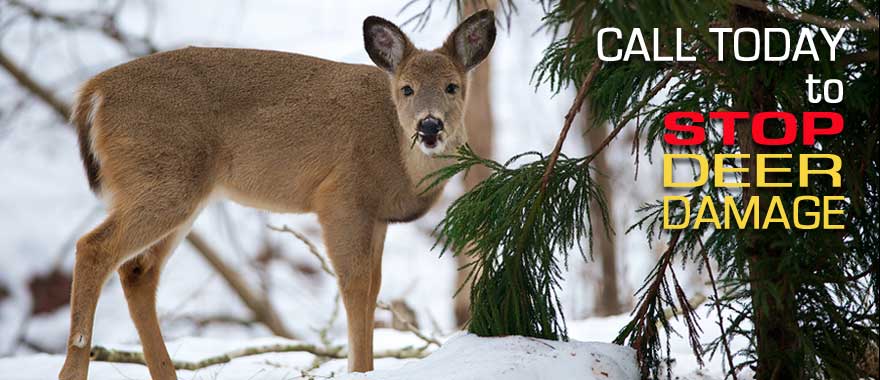 stop winter deer damage to trees
