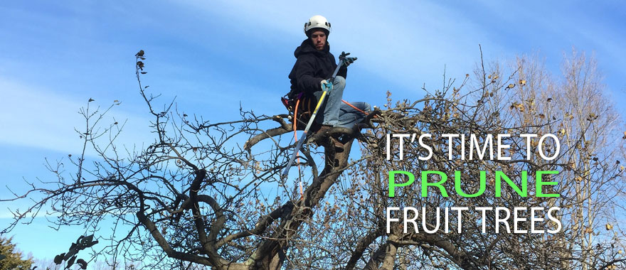 Time to prune fruit trees in ct