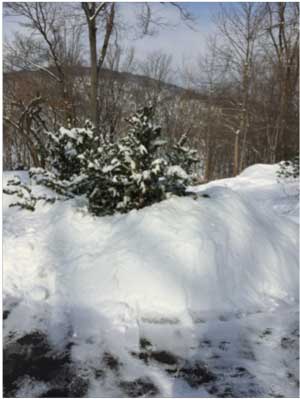 Snow banks piled up around evergreen tree