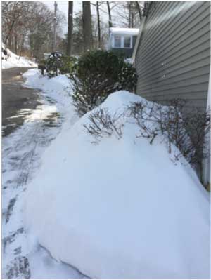 Snow piled on shrubs