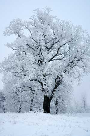 How trees protect themselves in freezing temperatures