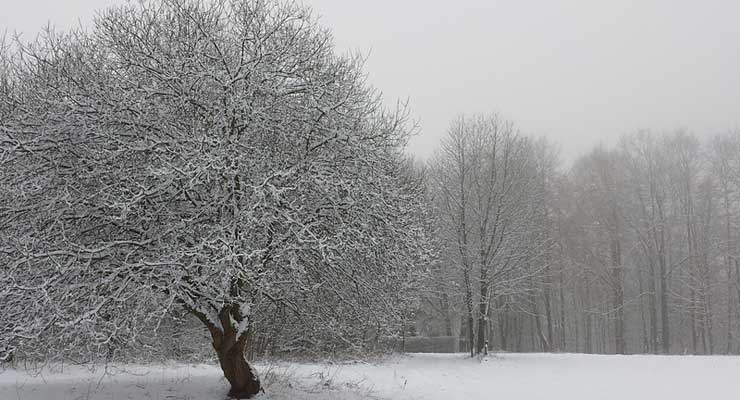 Winter Tree Care Tips - snow-covered tree