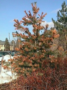 Winter injury on pine tree